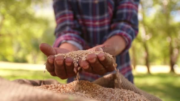 Farmer holding wheat grain in his hand Royalty Free Stock Footage