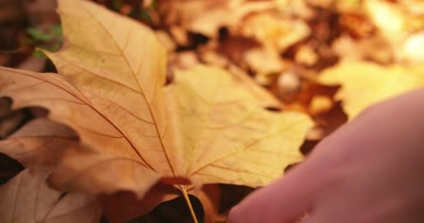 Hand picking up orange maple leaf — Stock Video