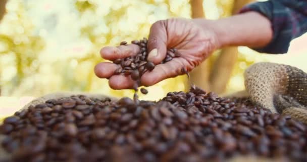 Granjero comprobando la calidad de los granos de café — Vídeo de stock