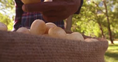 Taze patates kontrol çiftçi