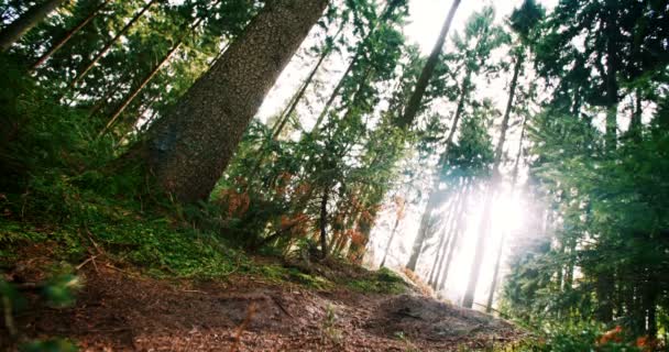 在森林里下坡骑自行车的人 — 图库视频影像