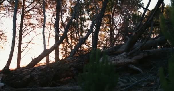 Tronco de árbol caído en el bosque — Vídeo de stock