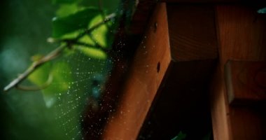 örümcek ağı ile waterdrops