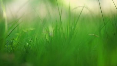 park gür yeşil çim