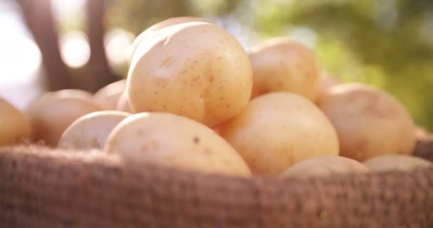 Мешок картошки с солнечной вспышкой — стоковое видео
