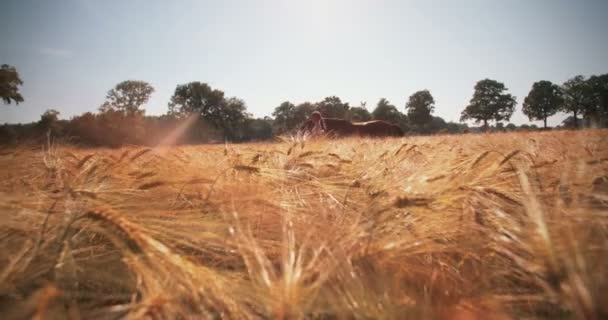 Tyttö hevosineen kävelee pellon halki — kuvapankkivideo