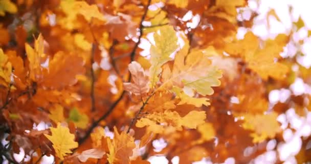 Quercia in autunno — Video Stock