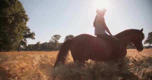 Mädchen reitet auf einem gesunden braunen Pferd auf einem Feld — Stockvideo