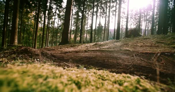 Biker downhill na floresta — Vídeo de Stock
