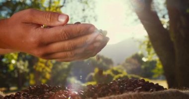 Kahve çekirdekleri kontrol Çiftçi kontrolden