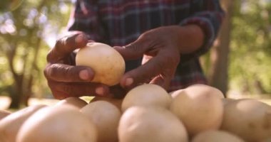 Taze patates kontrol çiftçi