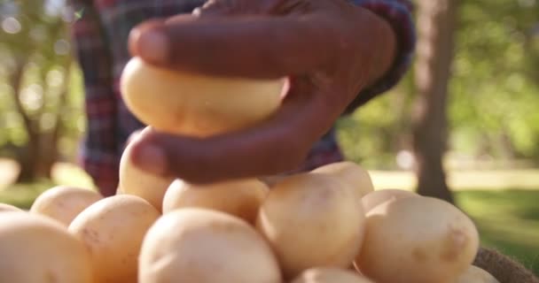 Agricultor que verifica a batata fresca — Vídeo de Stock