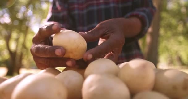 Agricultor que verifica a batata fresca — Vídeo de Stock