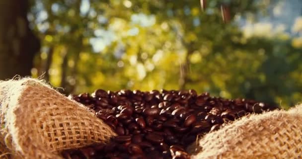 Coffee beans falling into bag — Stock Video