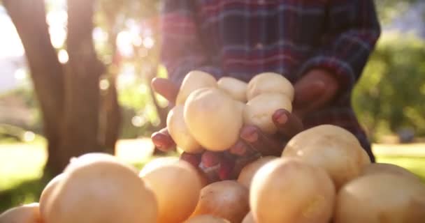 Batatas rolando de agricultores mãos — Vídeo de Stock