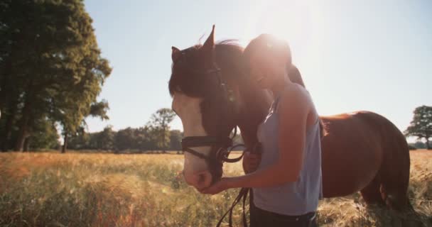 Chica frotando amorosamente la melena de su caballo en un campo — Vídeo de stock