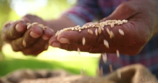 Landwirt hält Weizenkörner — Stockvideo