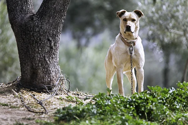 bir ağaca bağladım köpek