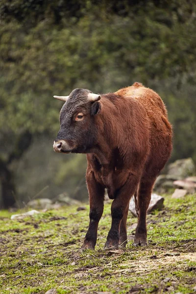 Pasoucí se kráva na louce — Stock fotografie