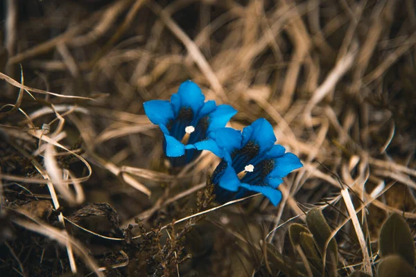 Linda flor de gentain selvagem em um prado alpino na Suíça — Fotografia de Stock