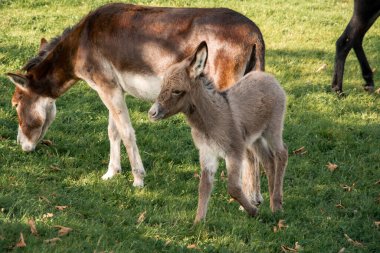 Çiftlikteki bir tarlada genç eşek