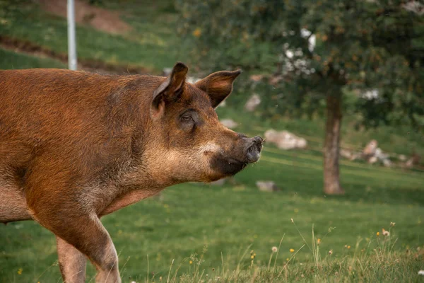 Schwein auf einem Feld eines Bauernhofs — Stockfoto