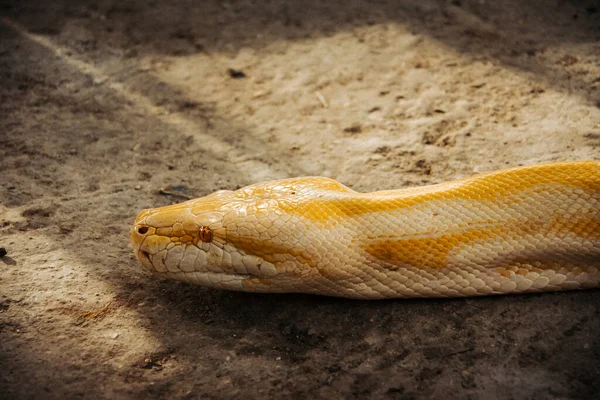Head of an albino phyton snake moving across the ground — Stock Photo, Image