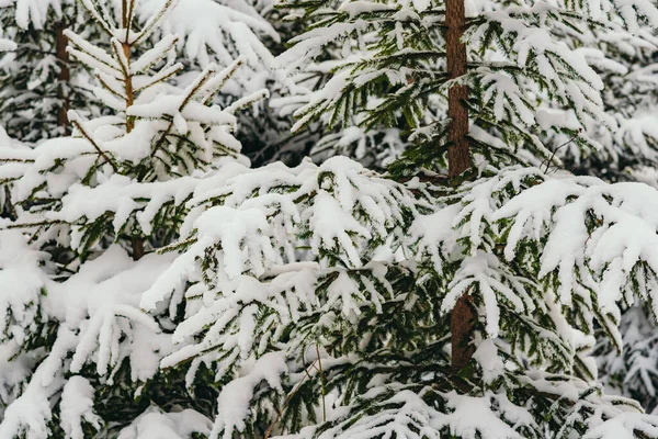 Деталь снежного дерева в зимнем лесу — стоковое фото