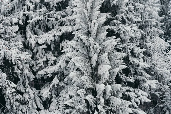 Detalhe da árvore nevada na floresta de inverno — Fotografia de Stock
