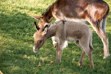 Çiftlikteki bir tarlada genç eşek