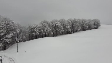 Sankt Gallen, İsviçre - 15 Ocak 2021: Orman karla kaplandı