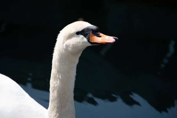 Cisne branco em Arbon Sankt Gallen — Fotografia de Stock