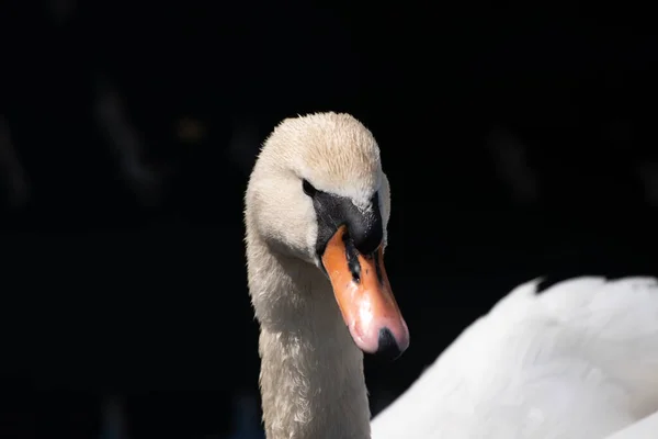 Cisne branco nada em um lago escuro — Fotografia de Stock