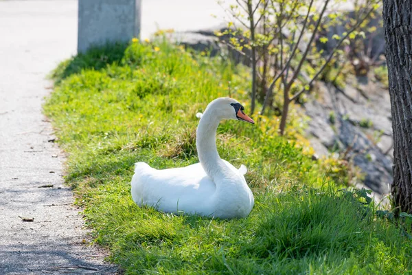 Cisne branco deitado em um prado e descansando — Fotografia de Stock