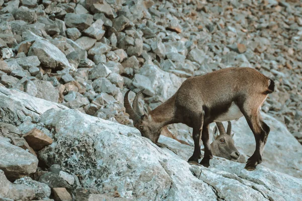 Ibex en la naturaleza en la región de Alpstein en Appenzell —  Fotos de Stock