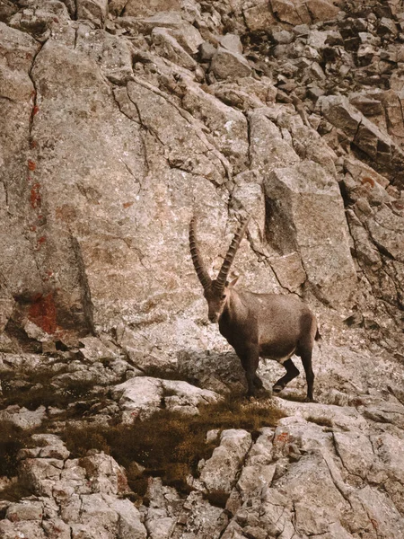 Ibex w środowisku naturalnym w regionie Alpstein w Appenzell — Zdjęcie stockowe