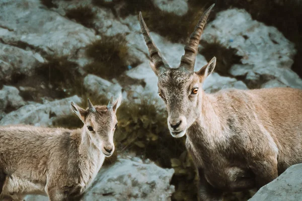 Ibex en la naturaleza en la región de Alpstein en Appenzell — Foto de Stock