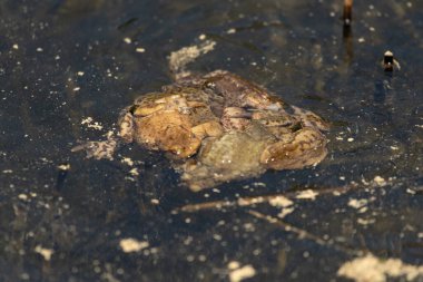 Gölün sularındaki büyük kurbağalar.