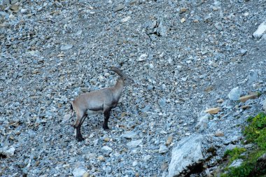 Appenzell 'deki Alpstein bölgesinde vahşi doğada yaşayan Ibex.