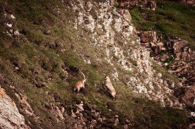 Appenzell 'deki Alpstein bölgesinde vahşi doğada yaşayan Ibex.