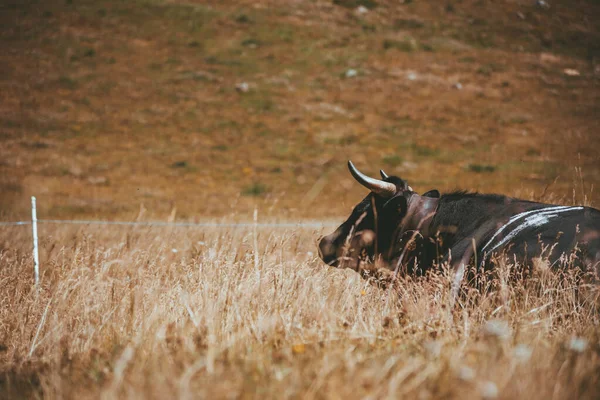 Vaca negra acostada en un hermoso prado Suiza —  Fotos de Stock