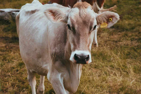 Vaca marrón de pie en un hermoso prado Suiza —  Fotos de Stock