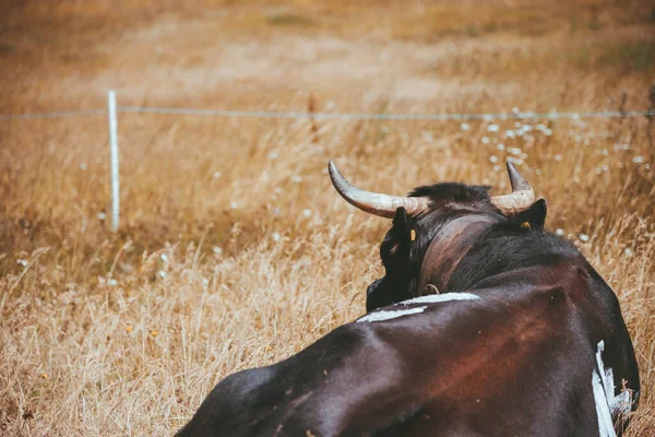 Černá kráva ležící na krásné louce Švýcarsko — Stock fotografie