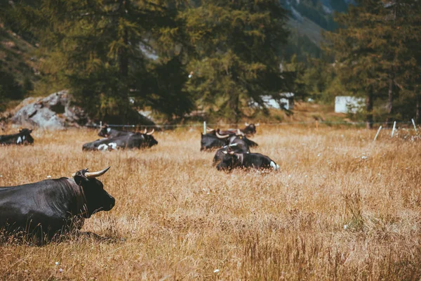 Vacas negras tumbadas en un hermoso prado Suiza — Foto de Stock