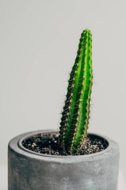 Dairenin beton tenceresinde güzel, sağlıklı bir kaktüs. Dekorasyon.