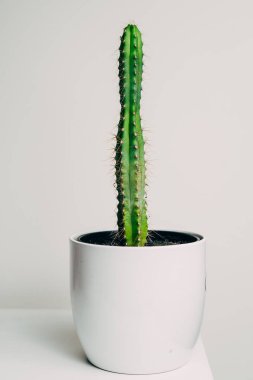 Dairenin beyaz tenceresinde güzel, sağlıklı bir direk kaktüsü. Dekorasyon.