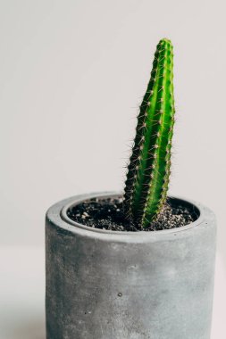 Dairenin beton tenceresinde güzel, sağlıklı bir kaktüs. Dekorasyon.