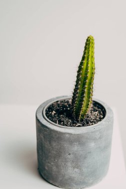 Dairenin beton tenceresinde güzel, sağlıklı bir kaktüs. Dekorasyon.