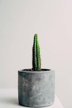 Dairenin beton tenceresinde güzel, sağlıklı bir kaktüs. Dekorasyon.