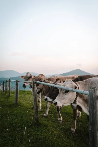 Tres vacas mirando a la cámara - animales de diferentes colores con puesta de sol —  Fotos de Stock